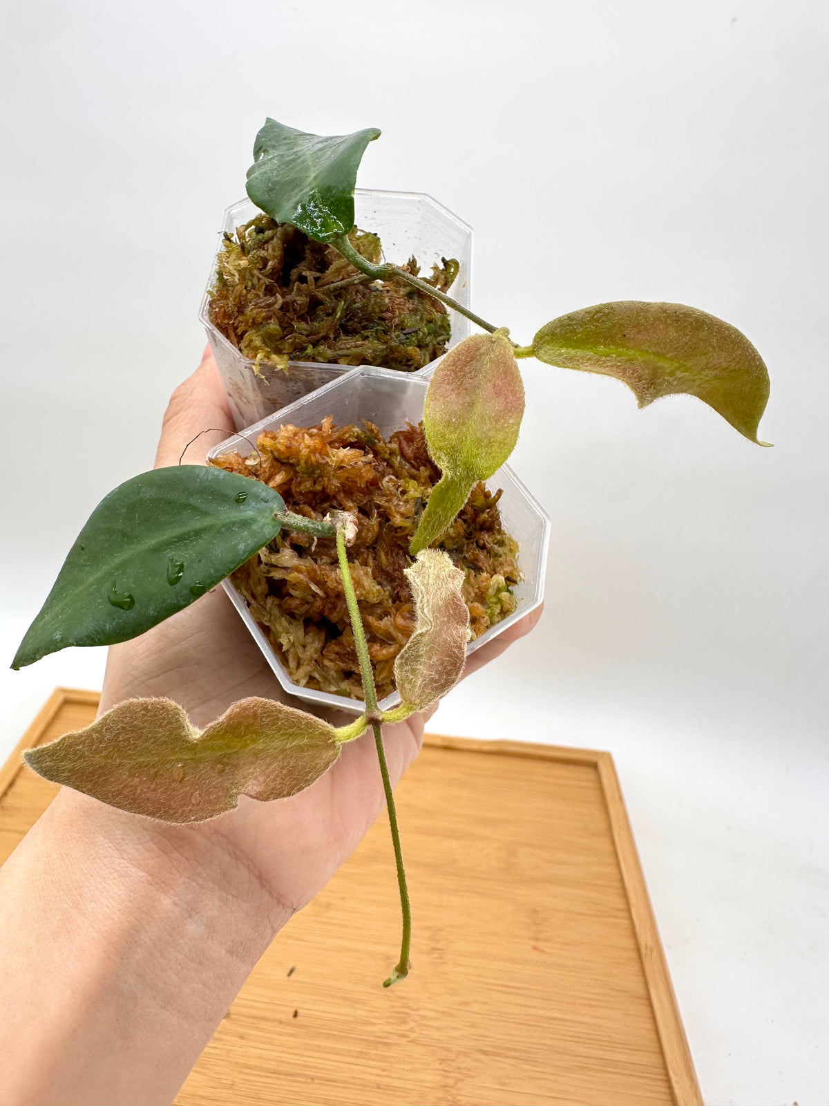 Hoya Patella White
