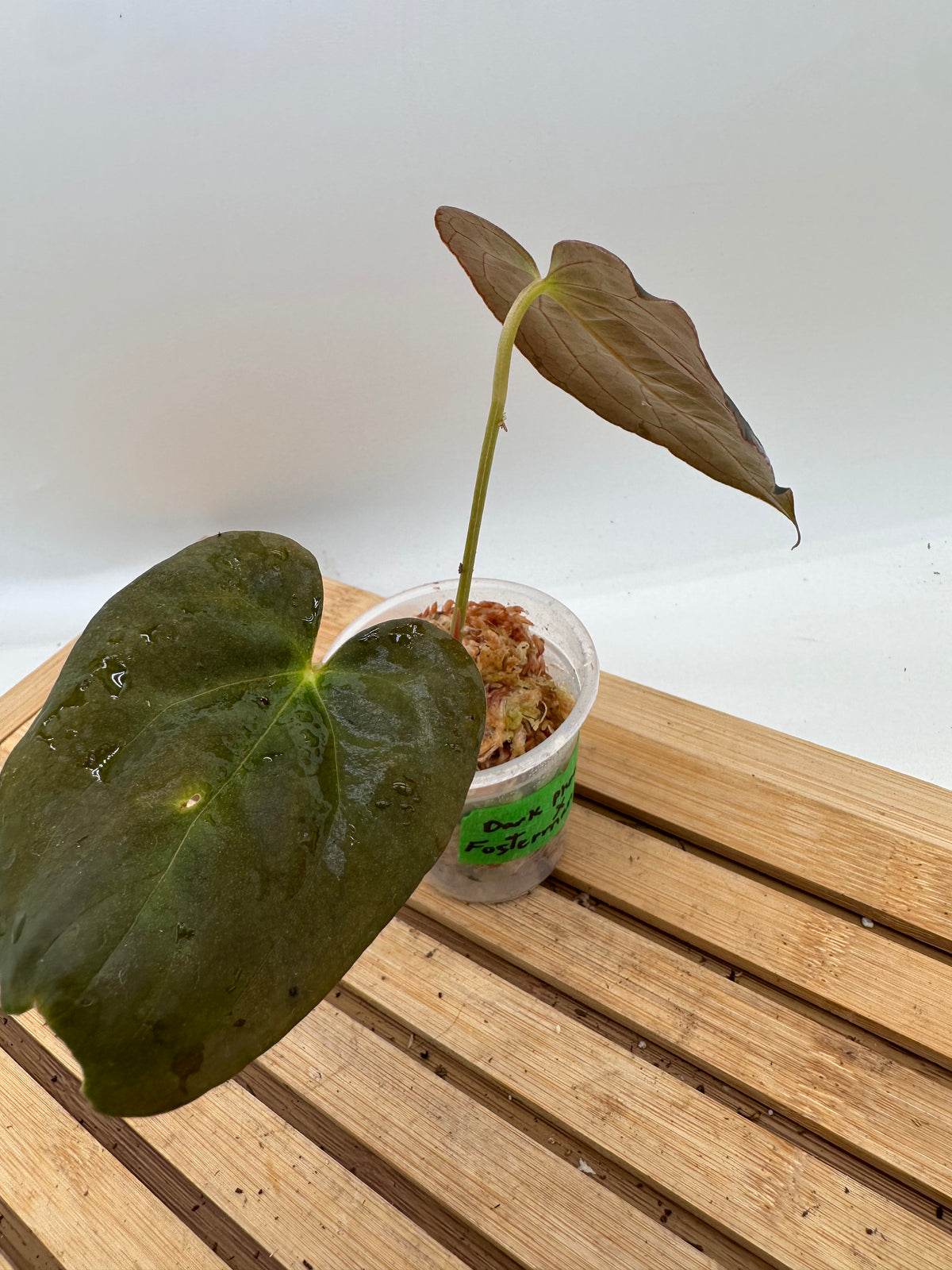 Anthurium Dark Phoenix x Fosterman