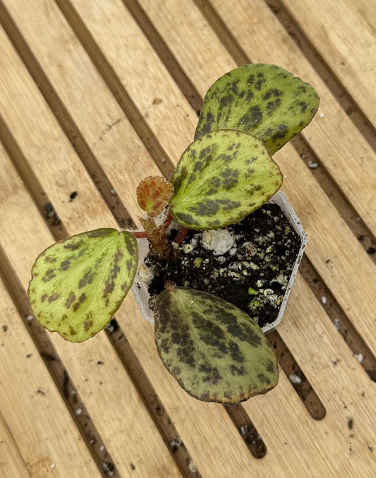 Begonia Blancii Mottled Form