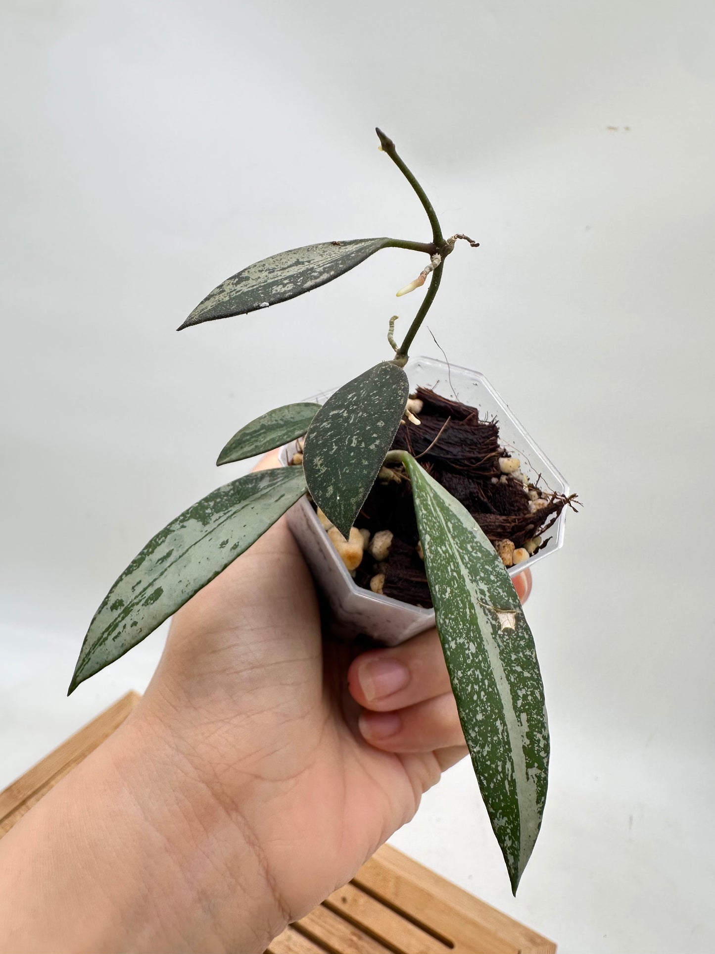 Hoya Rosita Silver