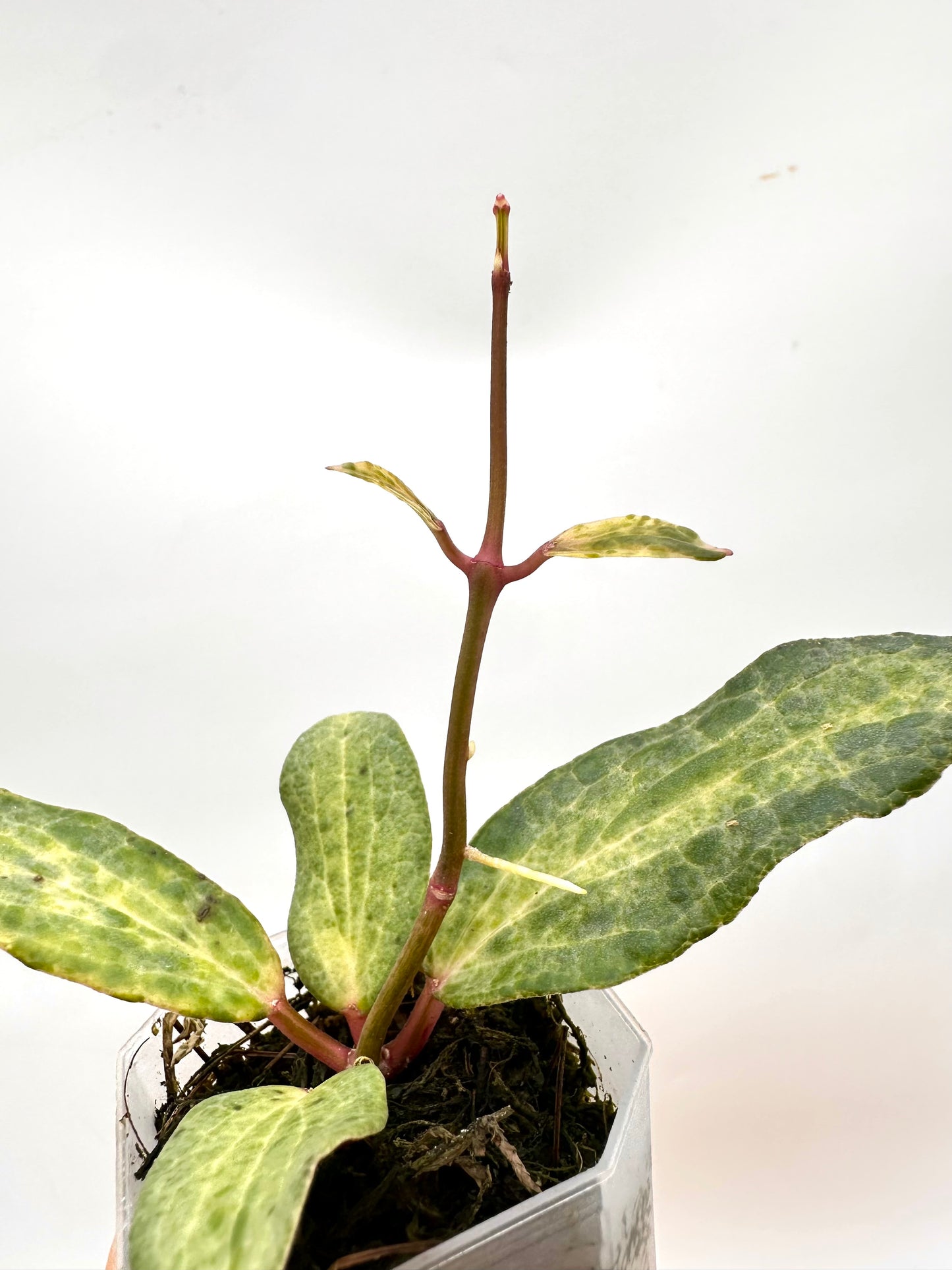 Hoya Crocodile