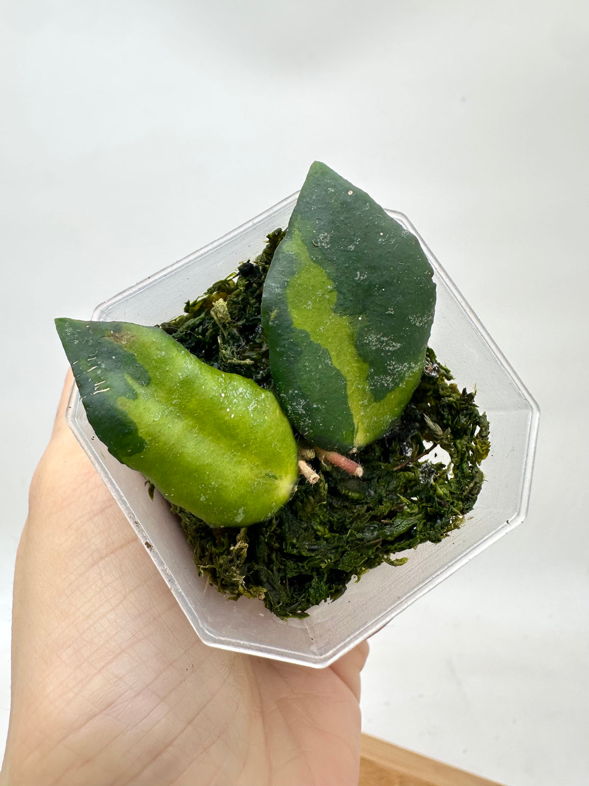 Hoya Caudata Variegated - 2 Activated Growths