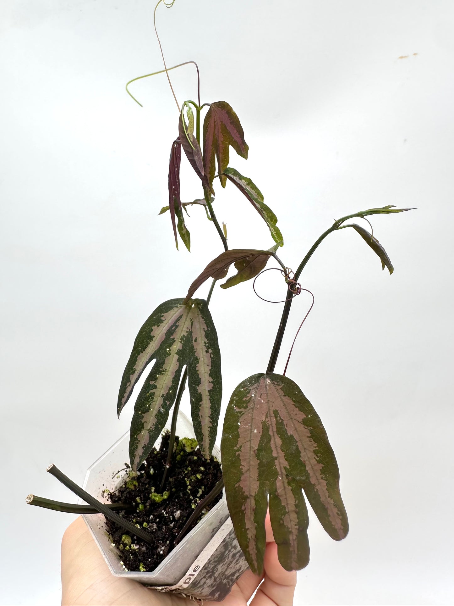 Passiflora Trifasciata purple