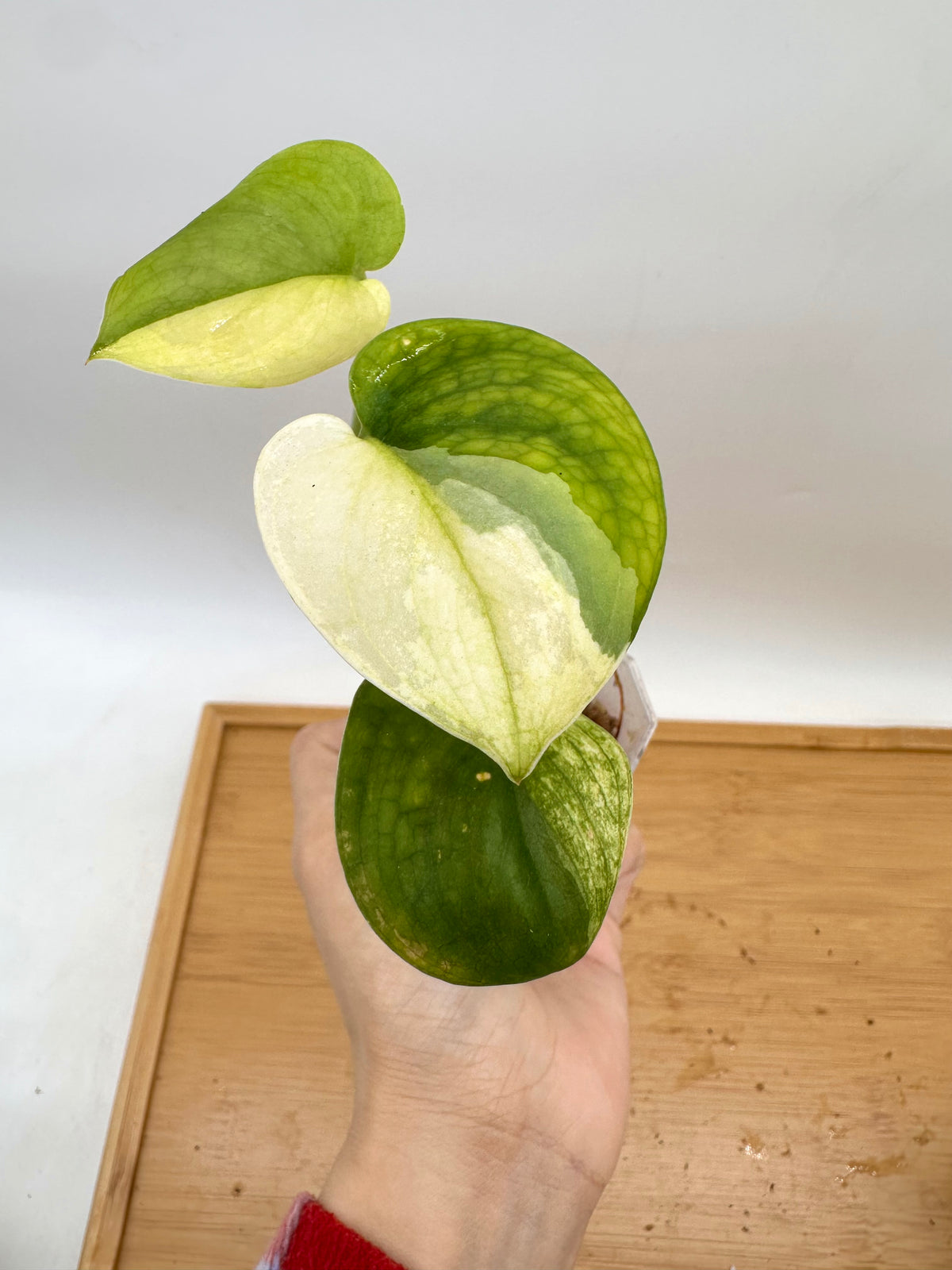 Scindapsus Jade Satin Albo