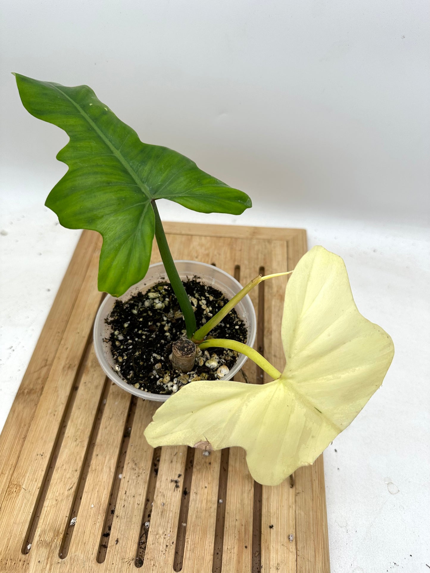 Black Friday Sales - Philodendron Golden Dragon Albo Variegated