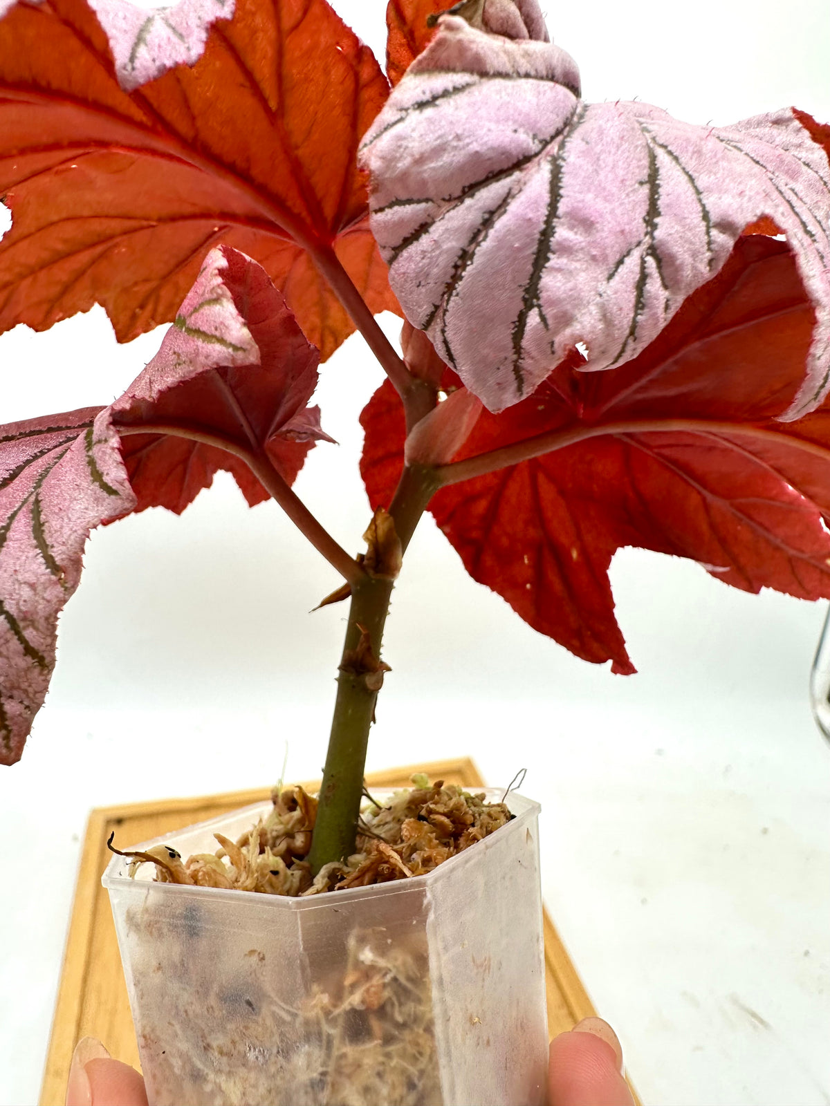 Begonia Lamoon