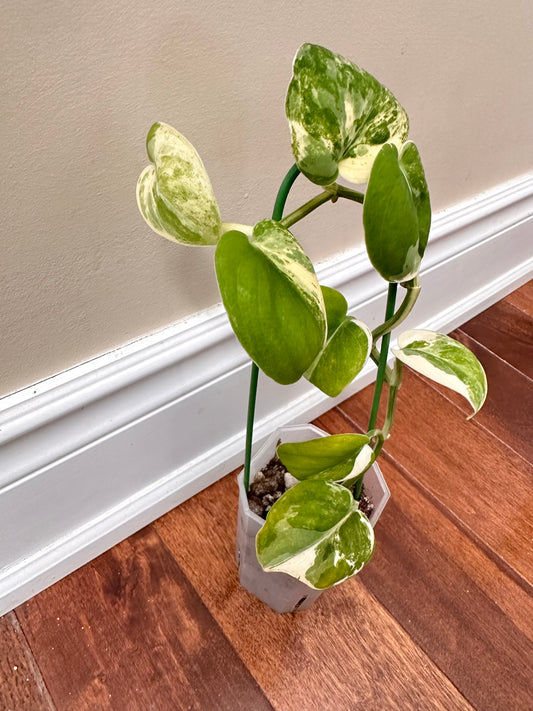 Scindapsus Mangurai Variegated