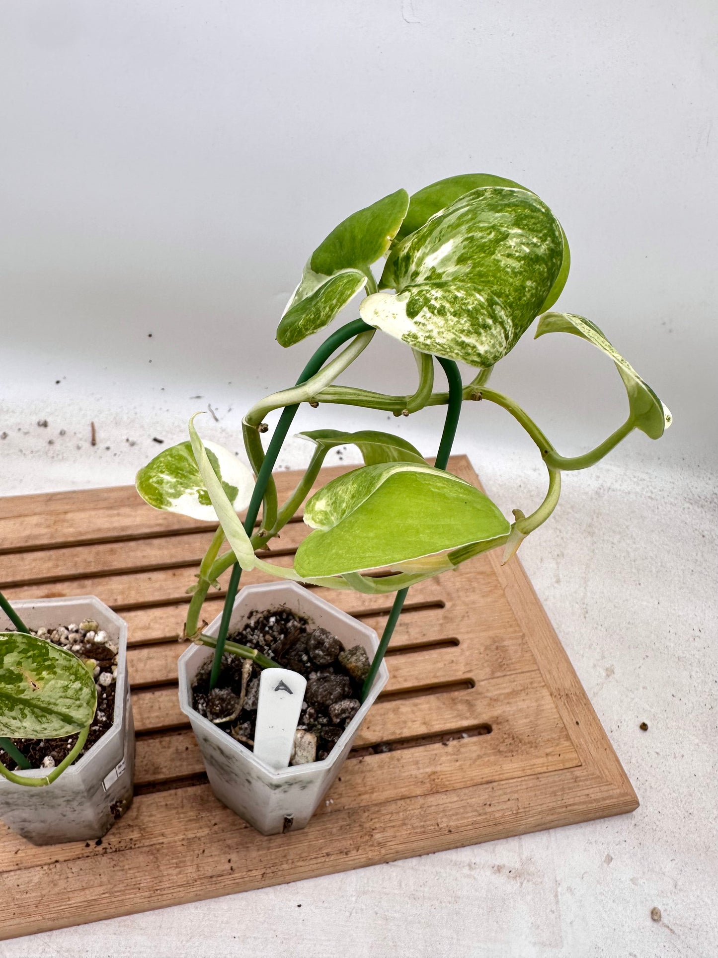 Combo Sale - Scindapsus Mayari & Mangurai