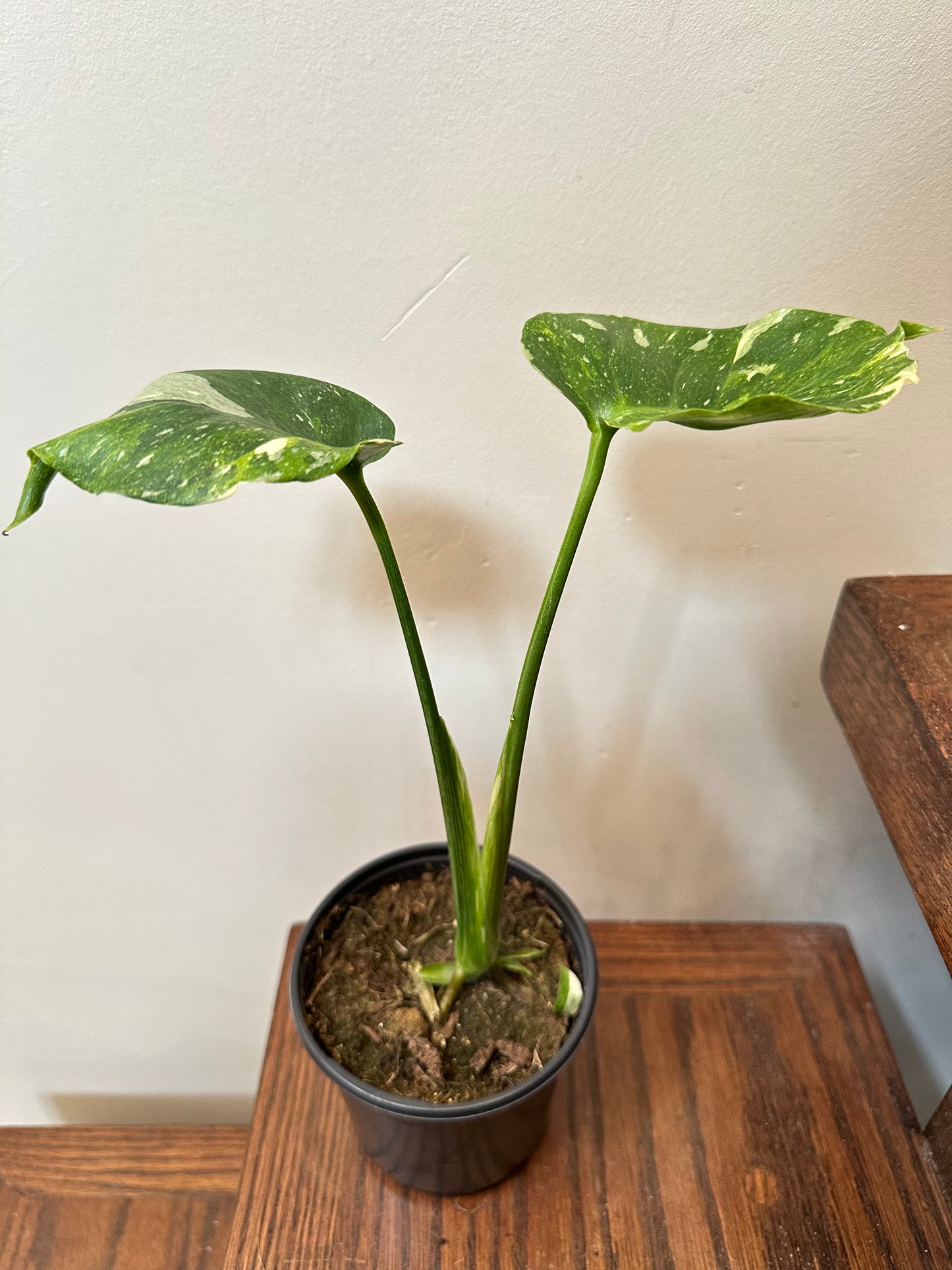 Cyber Monday Sales - Monstera Miracle Mint / Tricolor Mint