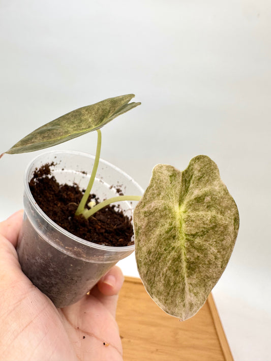 Alocasia Golden Bone Pink Mint Variegated - Small
