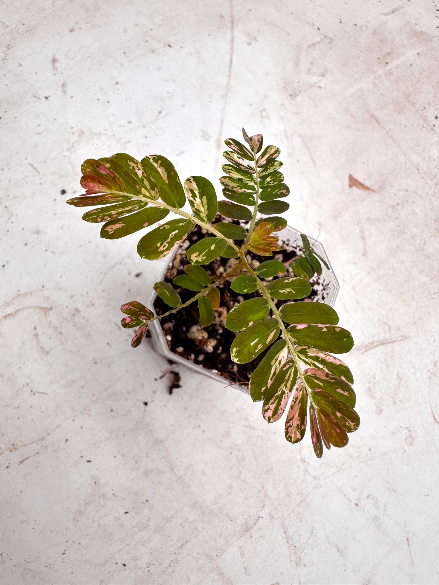 Phyllanthus Urinaria Pink Variegated