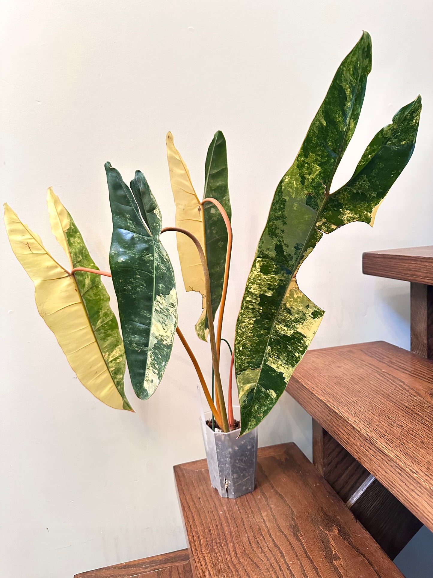 Philodendron Billietiae Variegated 01 - Size Large