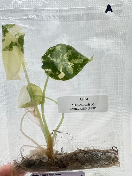 Tissue Culture - Alocasia Melo Albo Variegated
