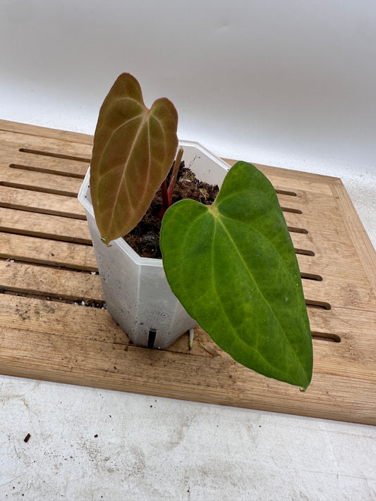 Anthurium Blue Papillilaminum x One - Thanksgiving Sale 💚