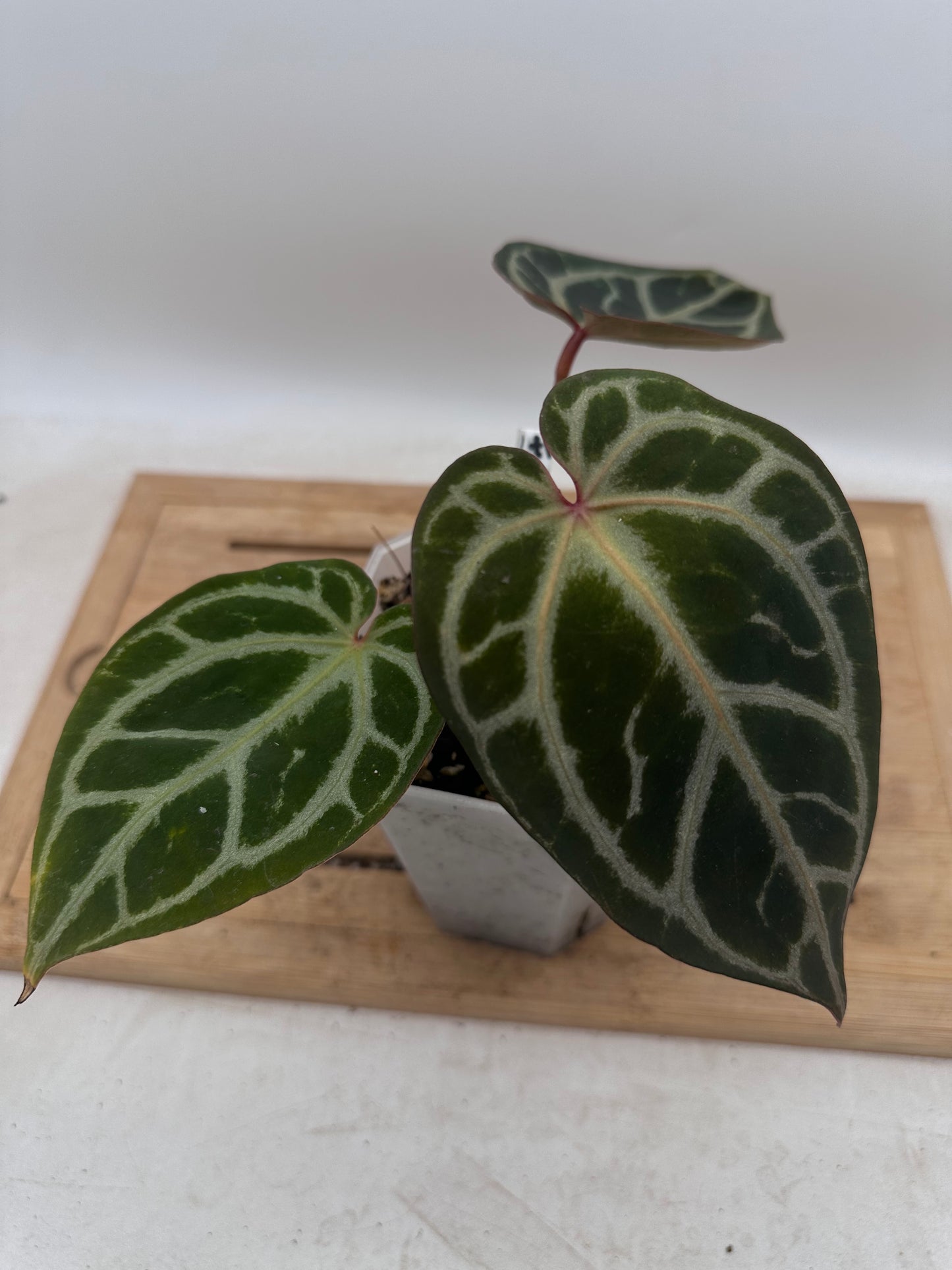 Anthurium Black Crystallinum x Red Crystallinum