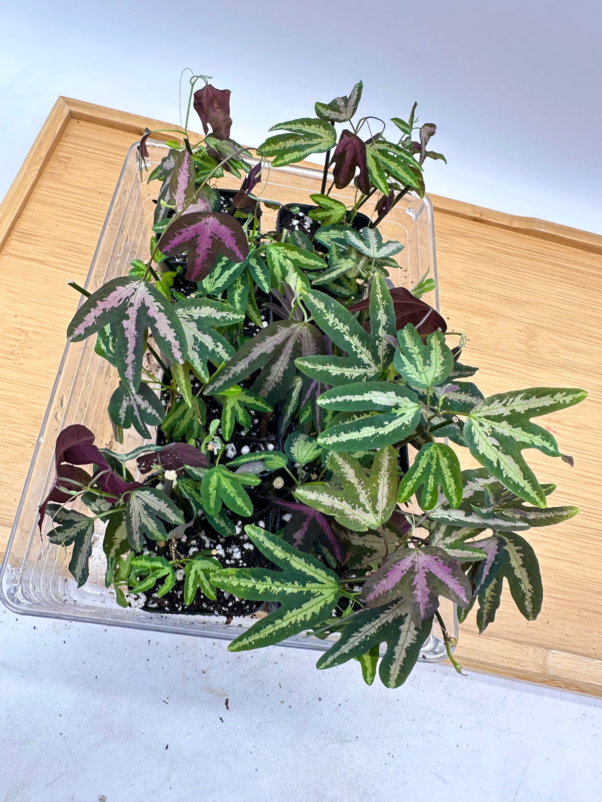 Passiflora Trifasciata Purple - Multiple plants in each pot