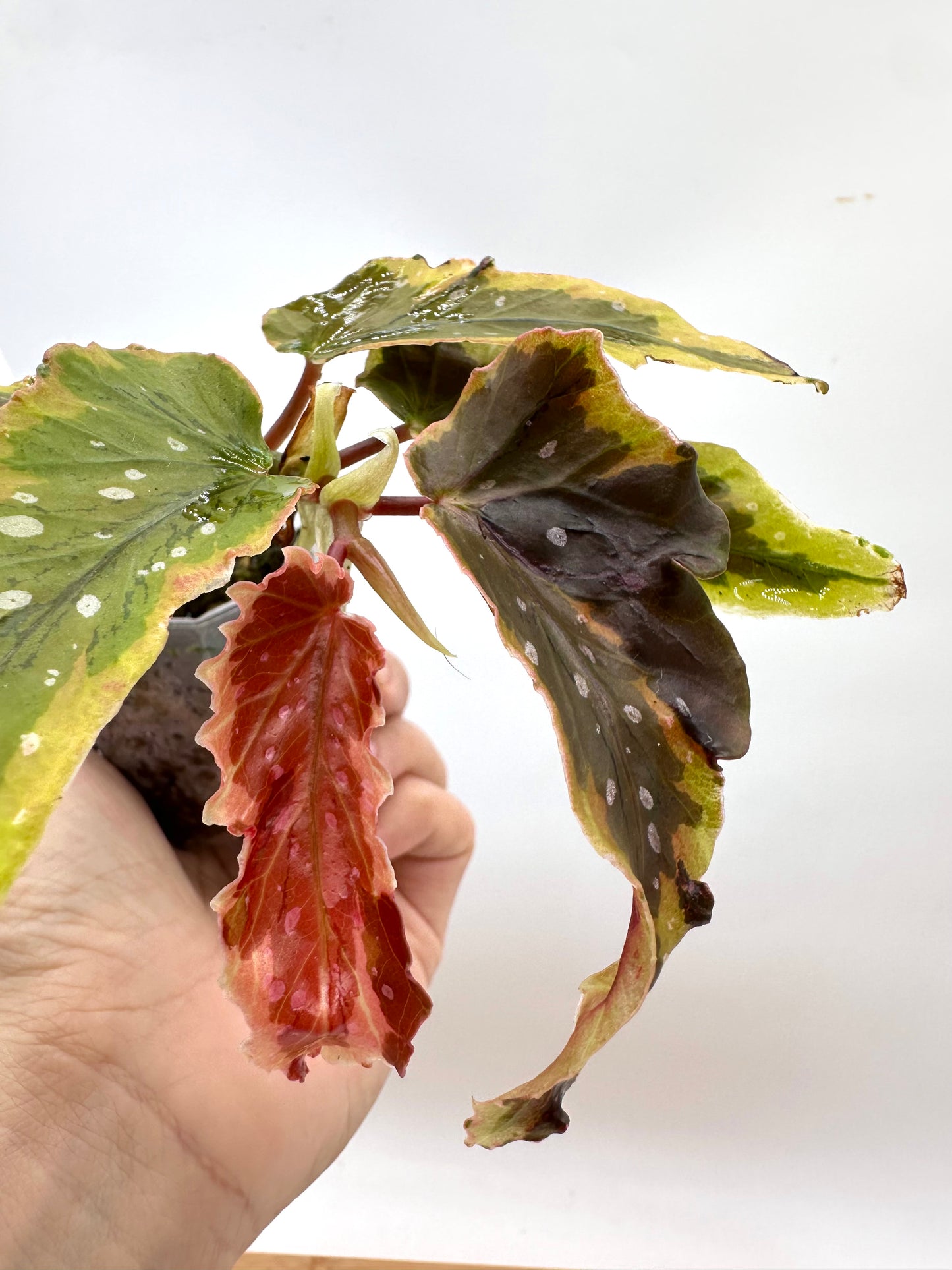 Begonia Dainty Spray Variegated