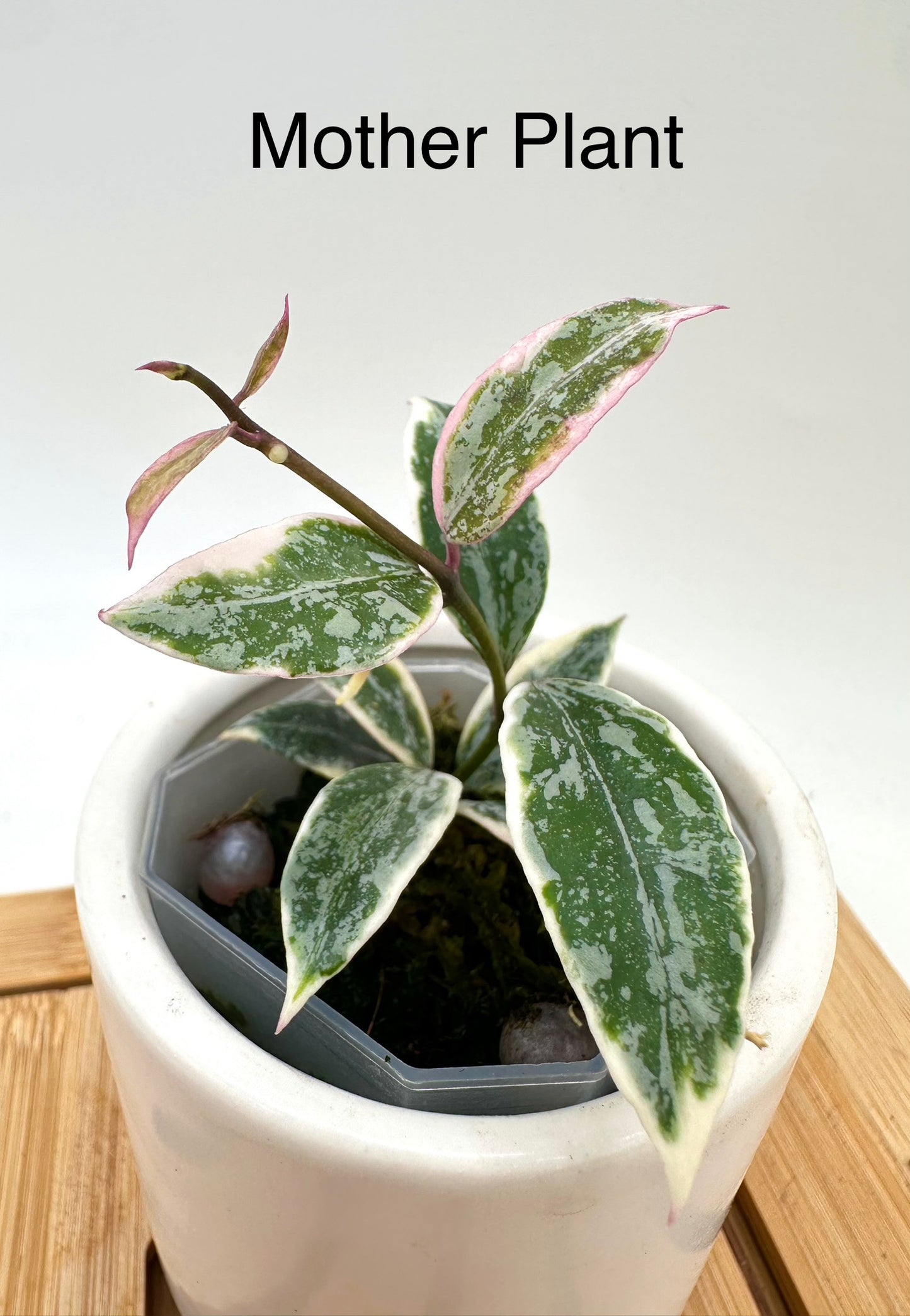 Hoya Lumina Princess - Rooted Mid Cutting