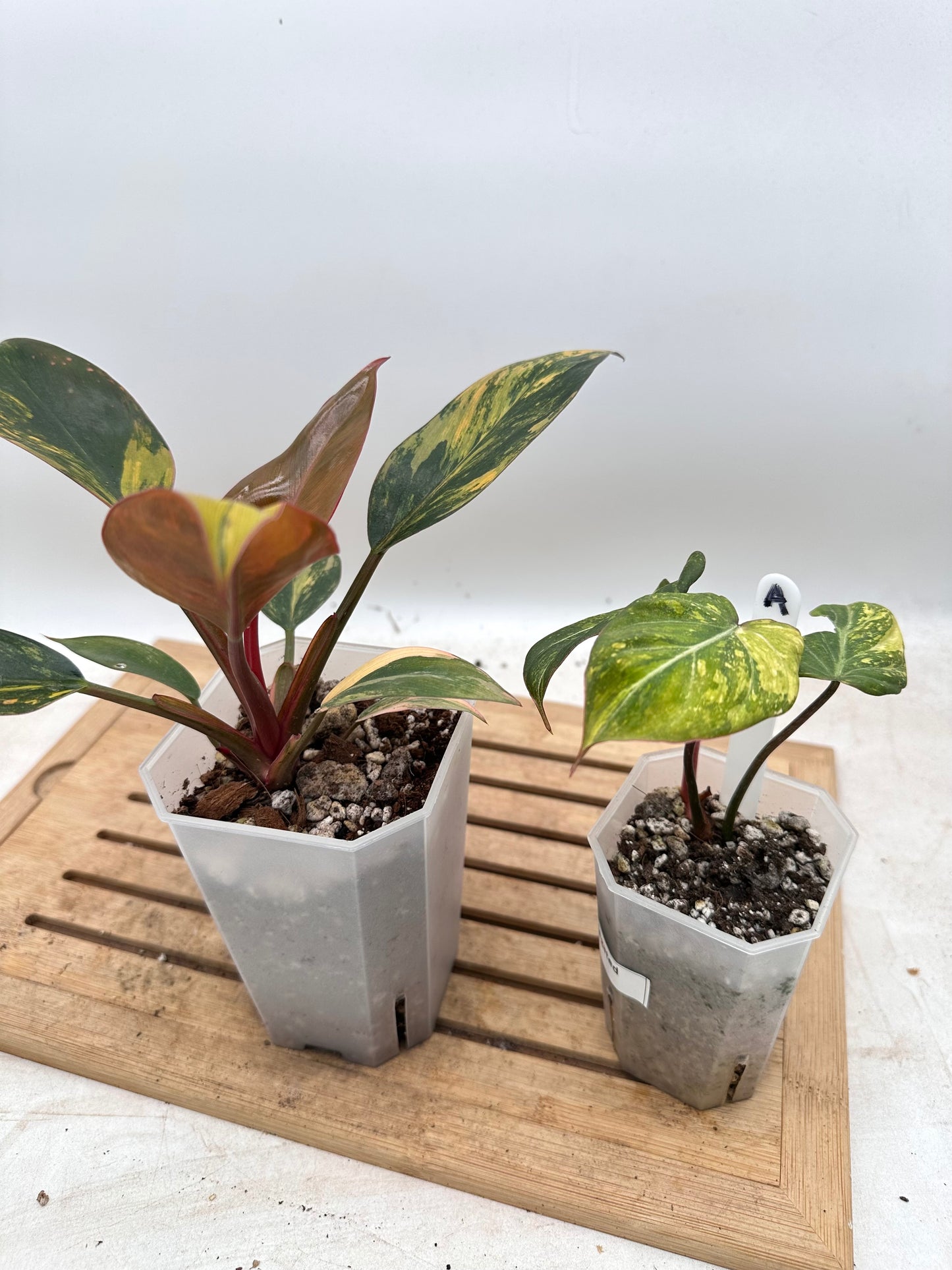 Combo Sale - Philodendron Red Congo Variegated & Gloriosum Variegated