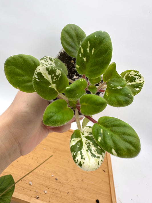 African Violet Variegated