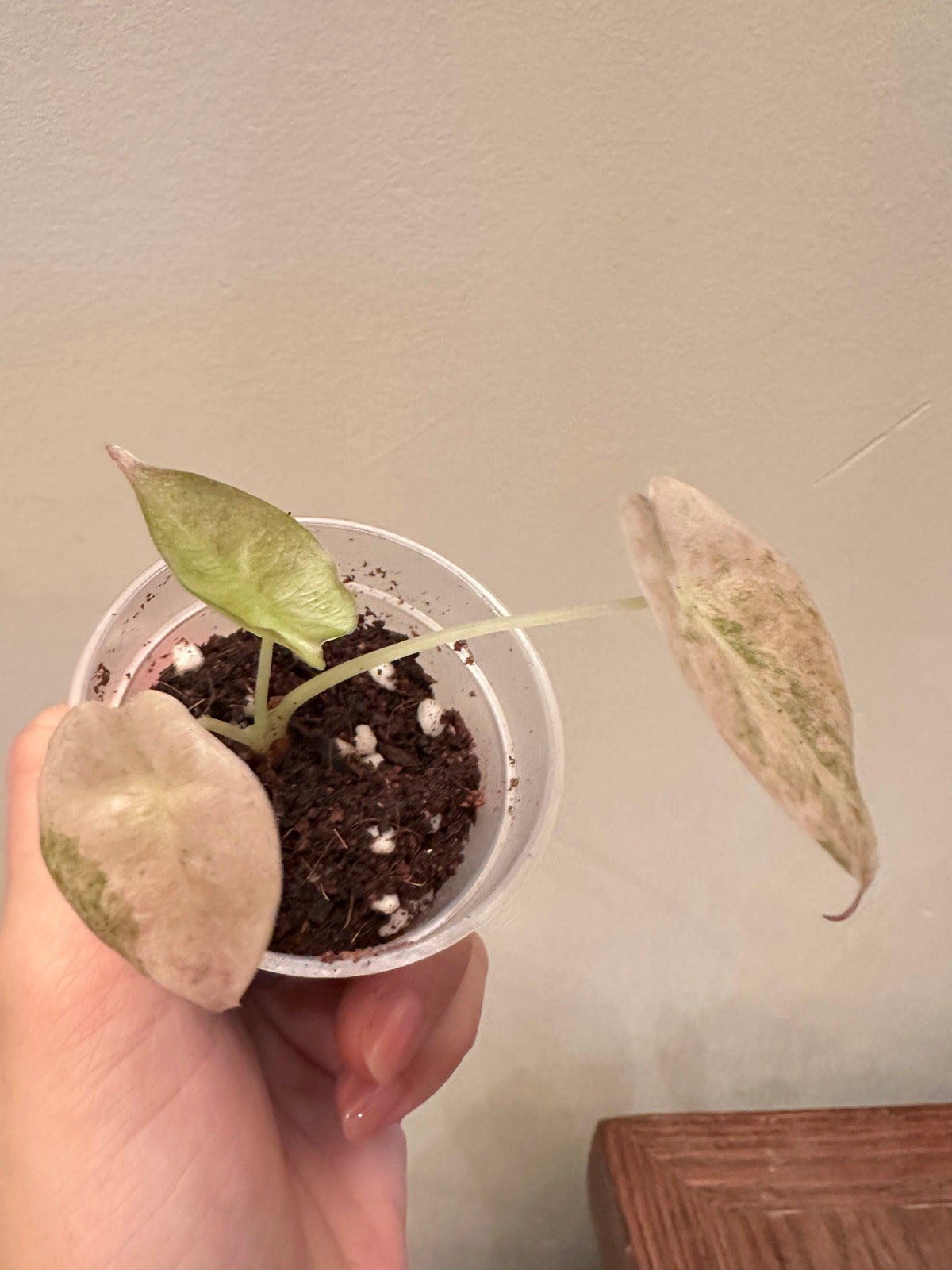 Alocasia Golden Bone Pink Mint Variegated - Small