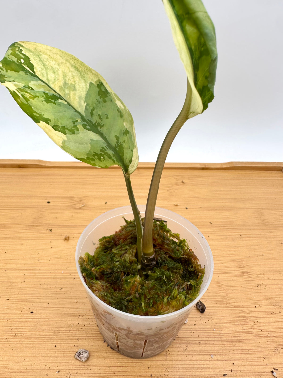Aglaonema Manila Pride Variegated