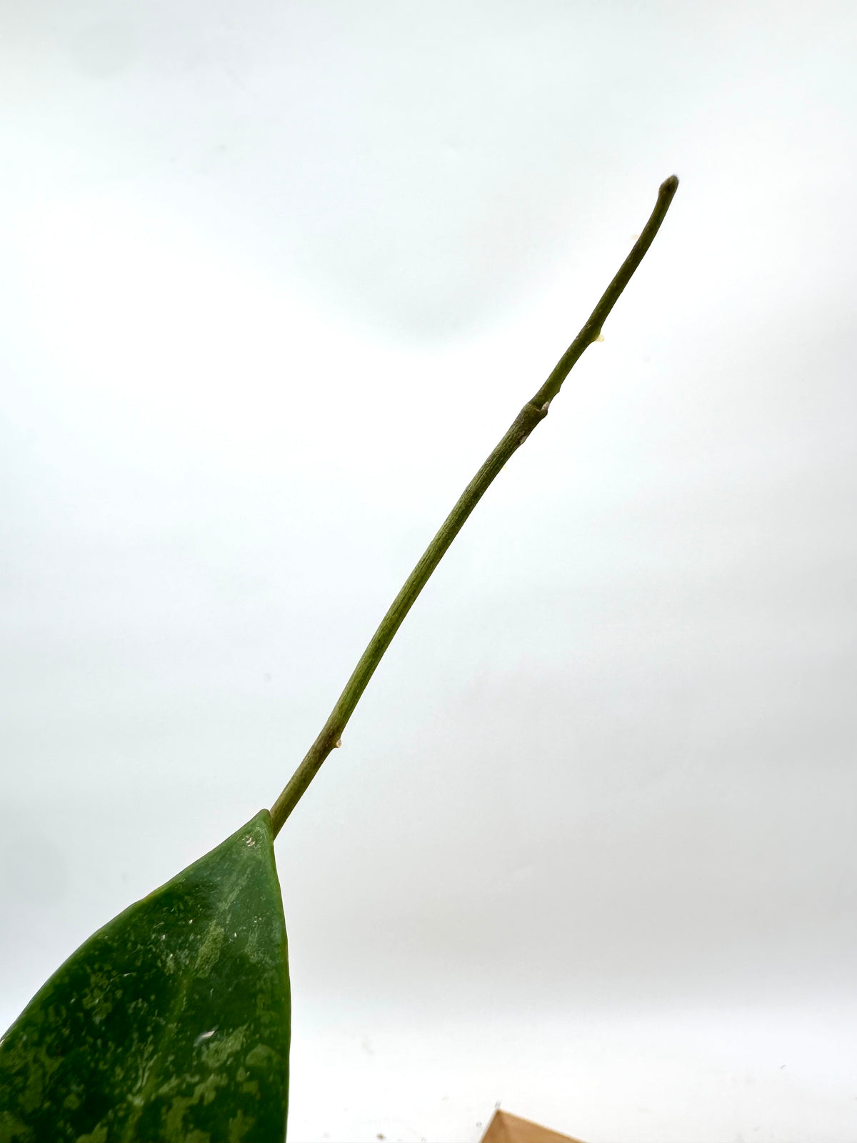 Hoya Rime Splash