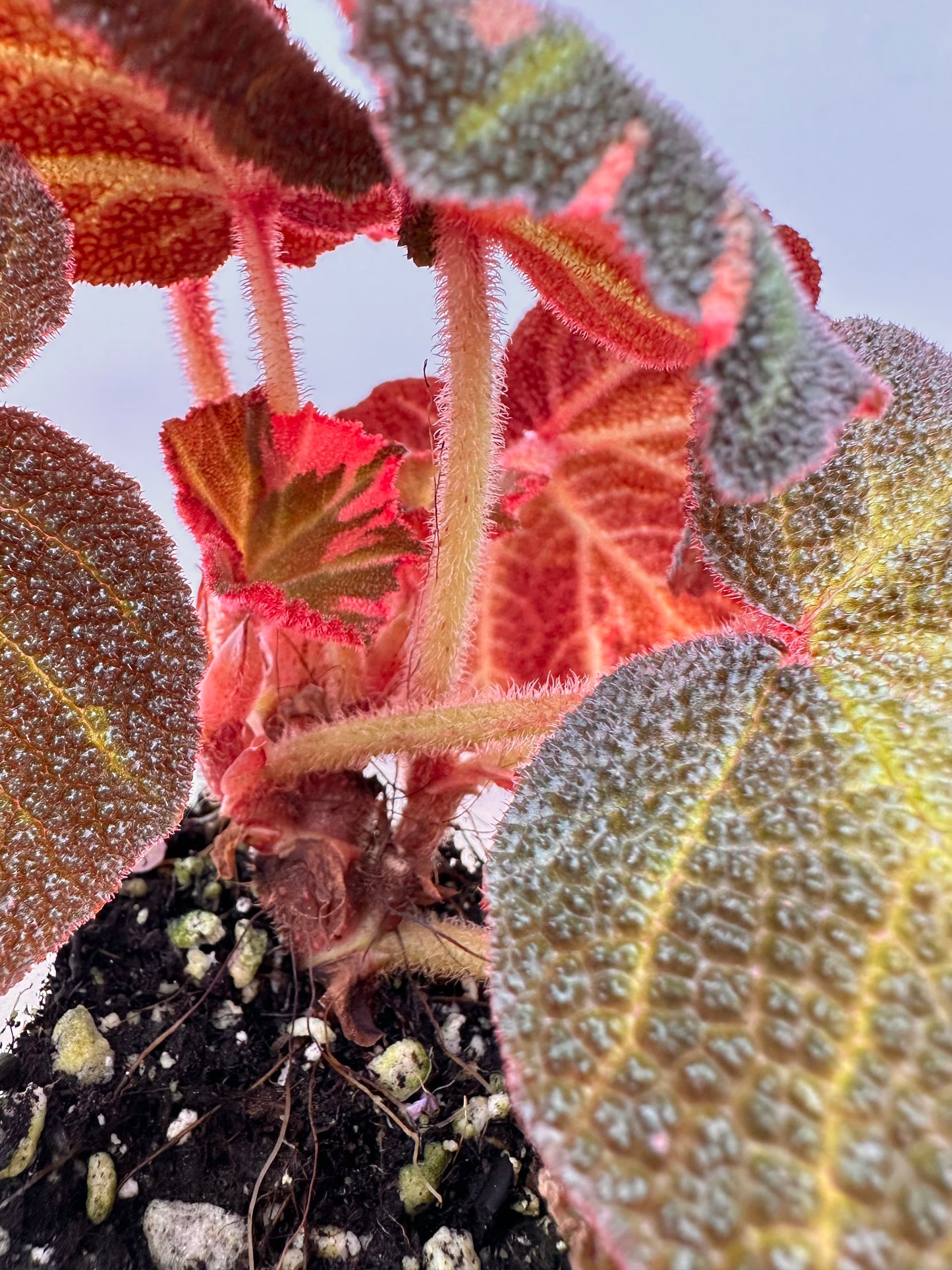 Begonia Soli Mutata Pink Variegated