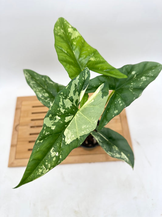 Alocasia Simpo Albo Variegated