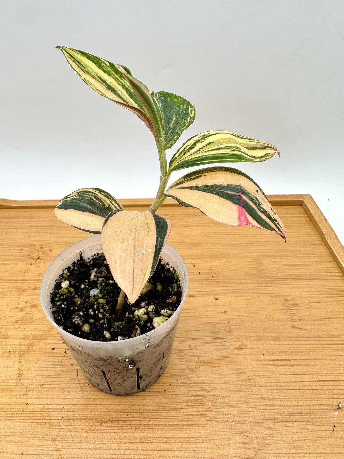 Spiral Ginger Pink Variegated
