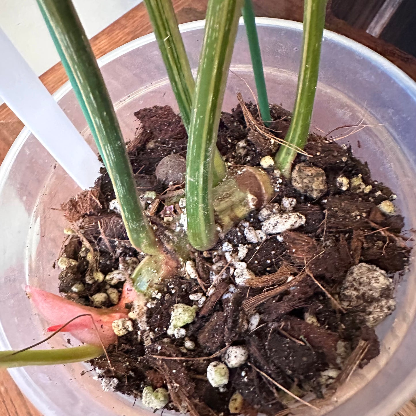 Philodendron Gloriosum Variegated 02