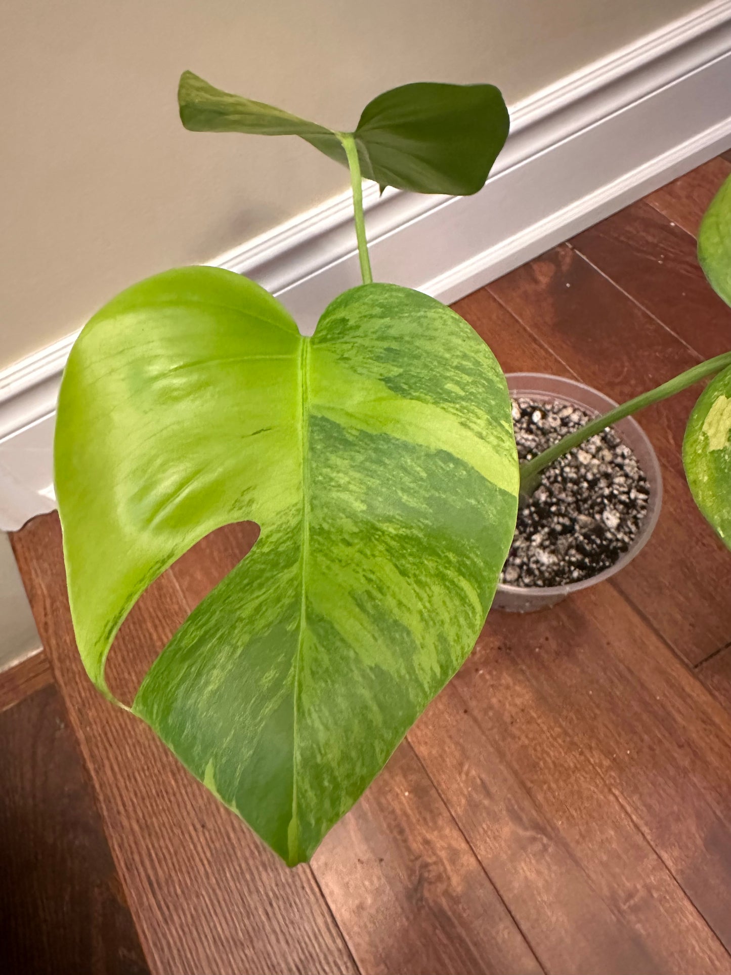 Monstera Aurea