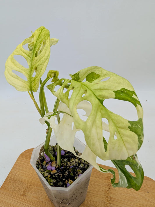 Monstera Adansonii Variegated
