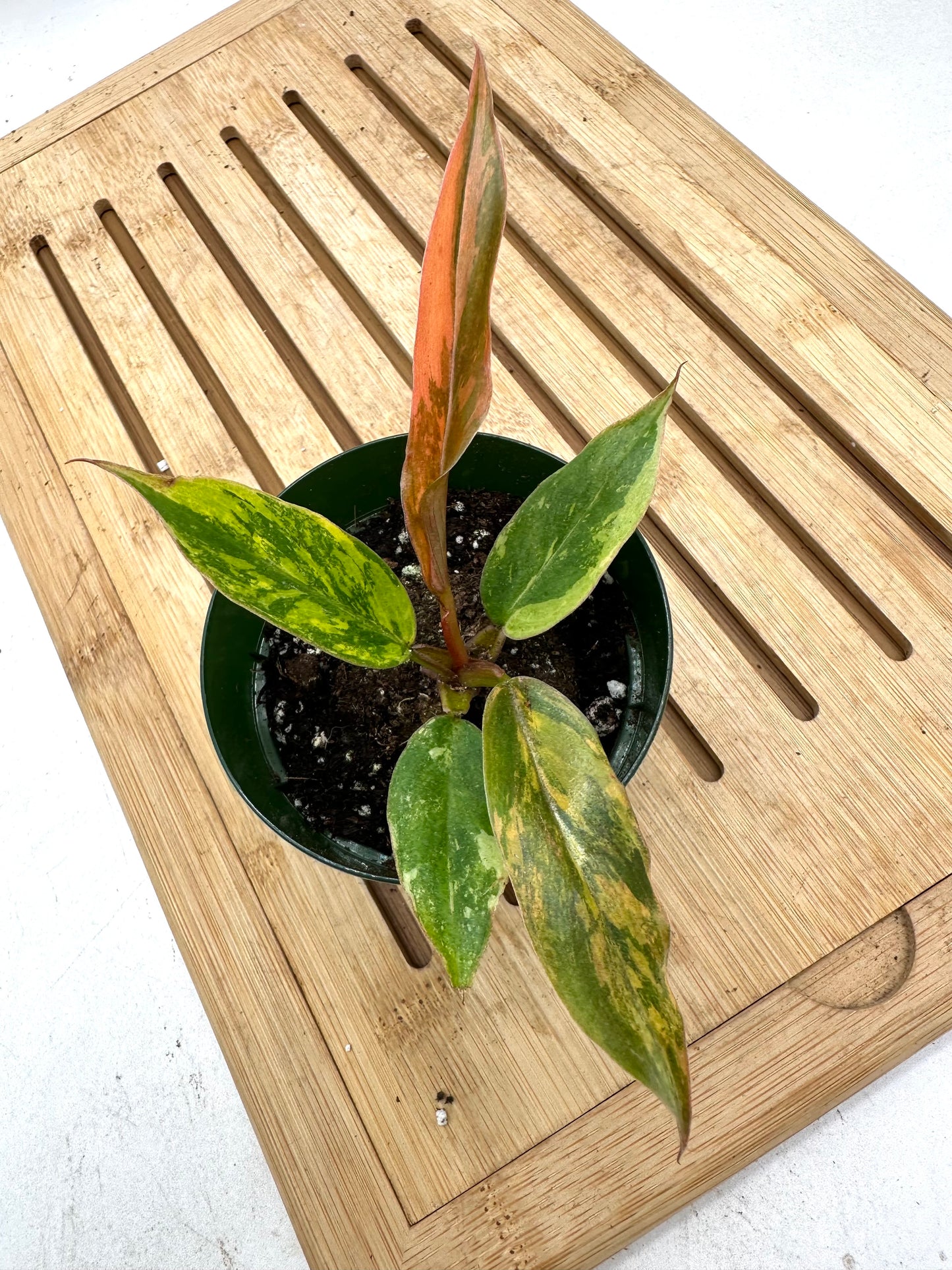 Variegated Philodendron Caramel Marble