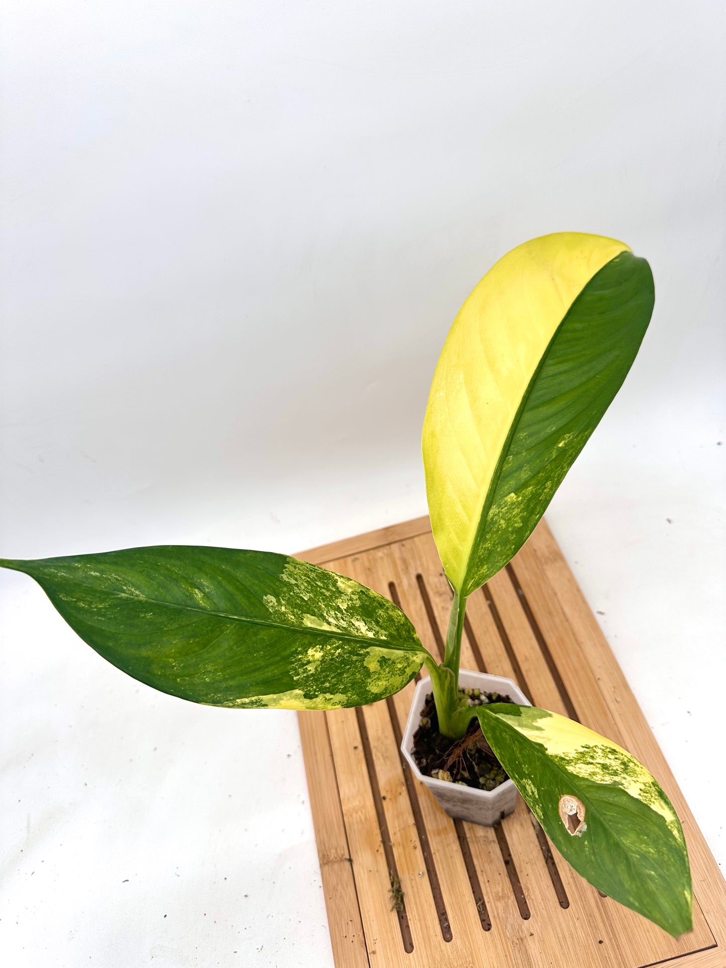 Dieffenbachia ‘Big Ben’ Variegated