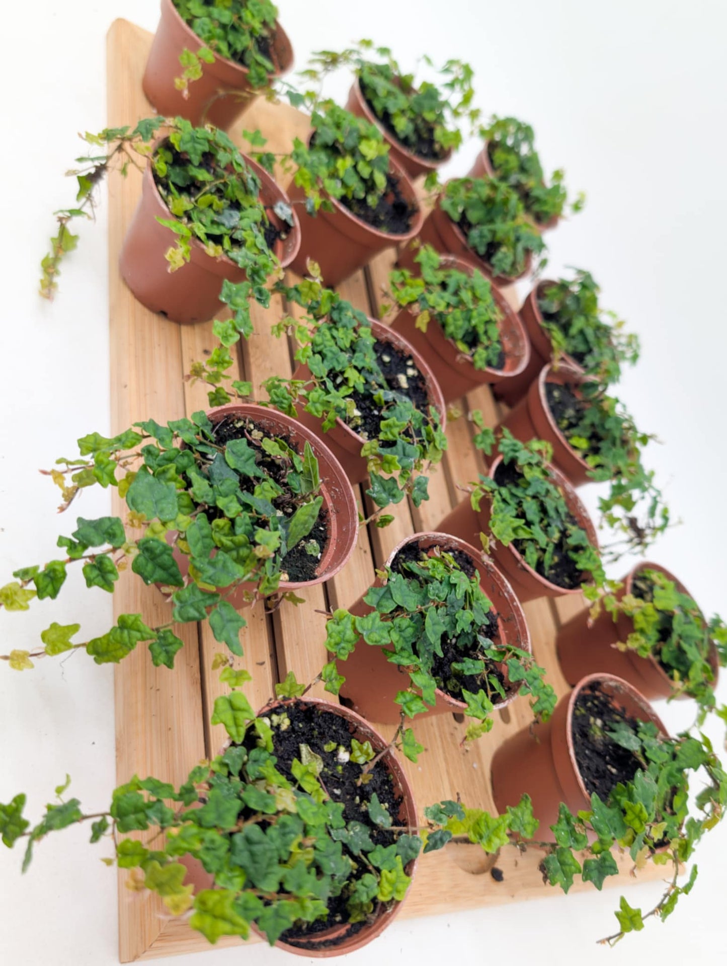 Miniature Oakleaf Ficus - String of Frogs