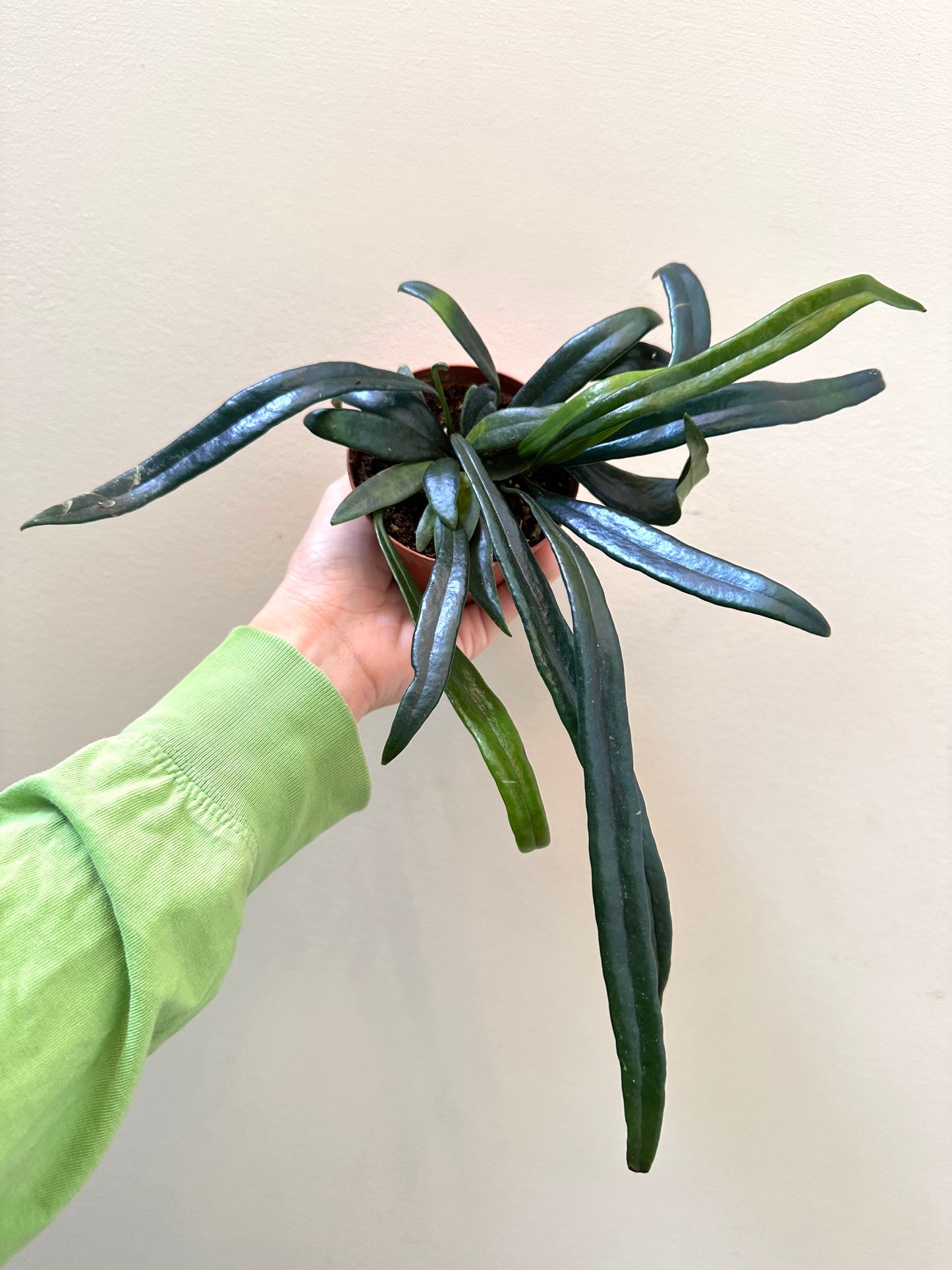 Blue Oil Fern in 3” Pot