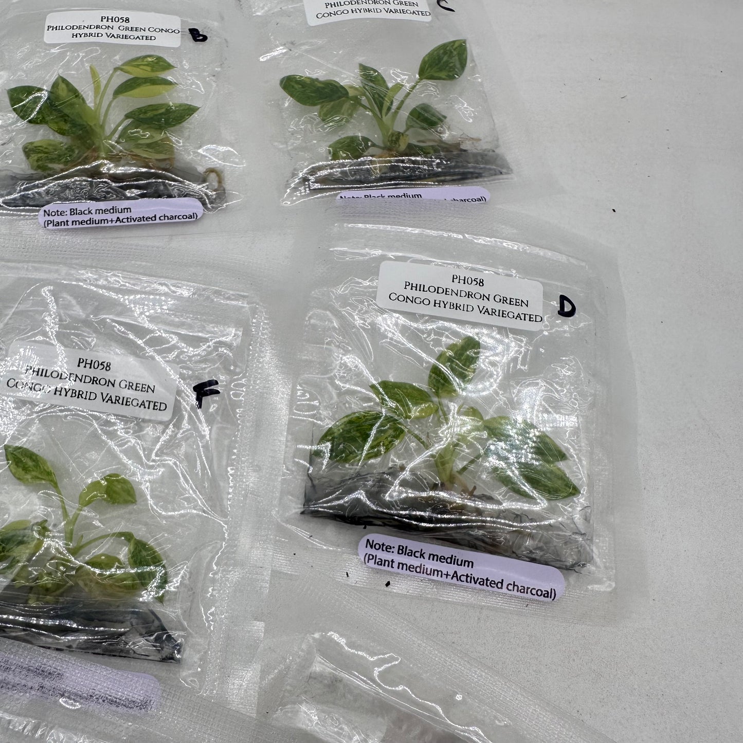 Tissue Culture - Philodendron Green Congo Hybrid Variegated