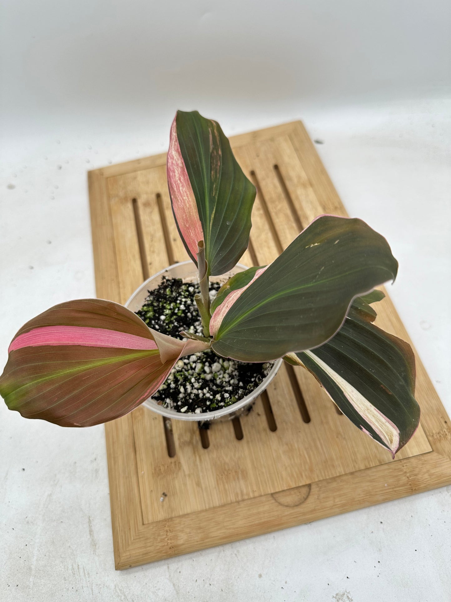 Variegated Kaempferia Pink Albo (multiple shoots)