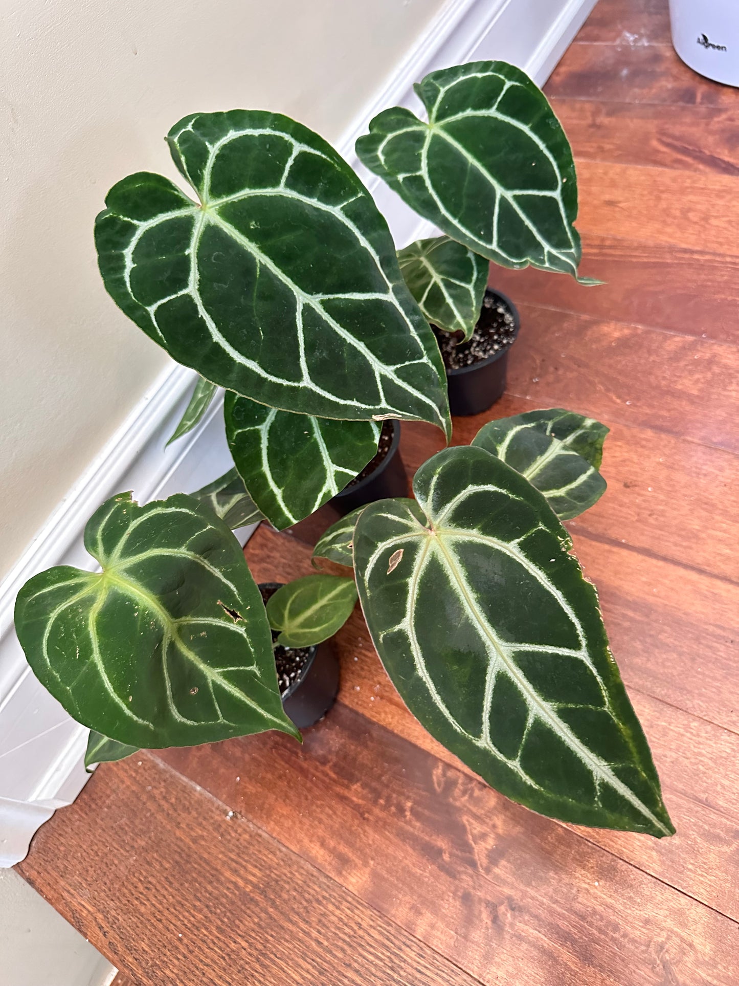 Anthurium Crystallinum ‘Turtle’ - Labour Day Sale