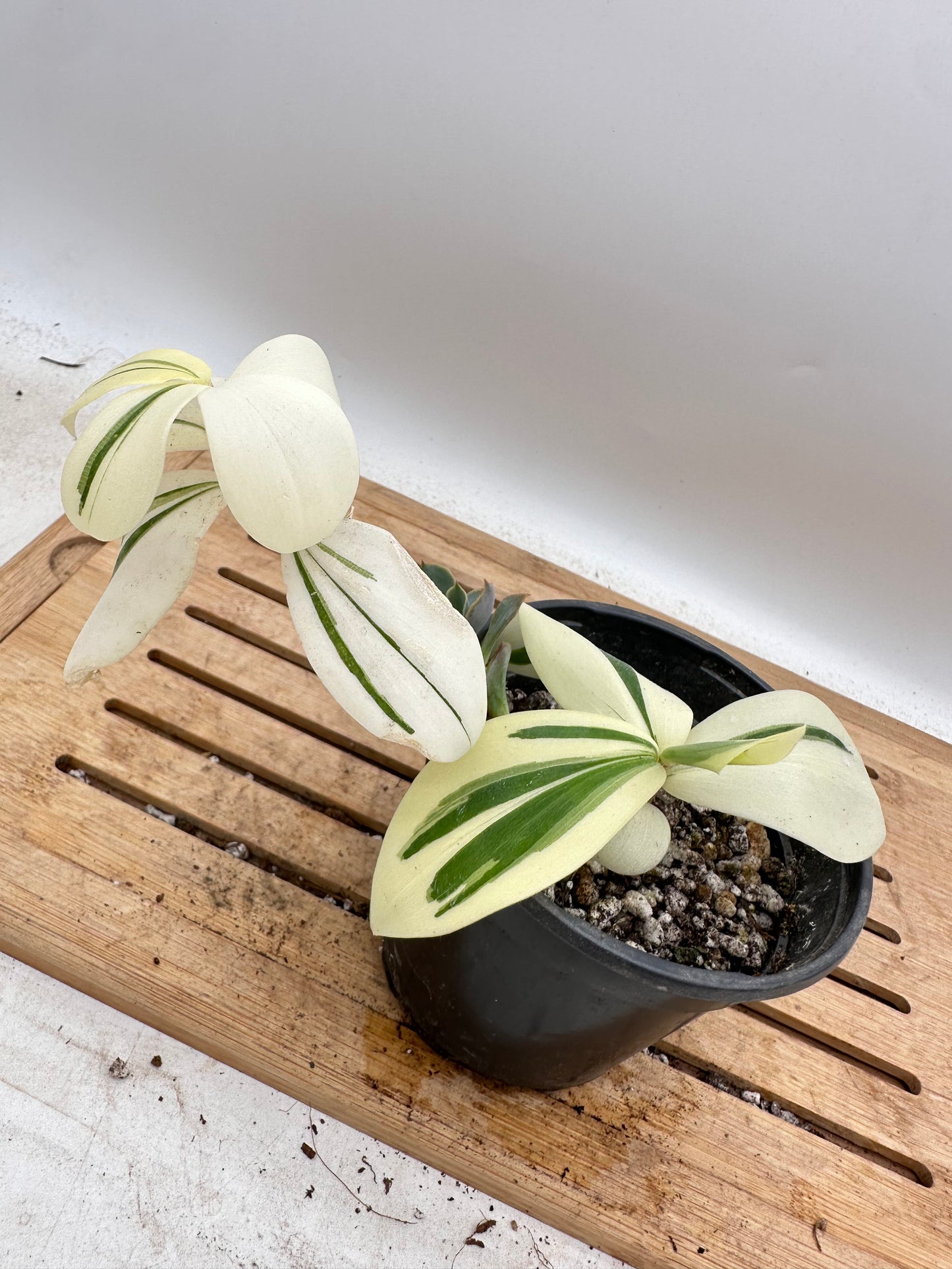 Variegated Spiral Ginger