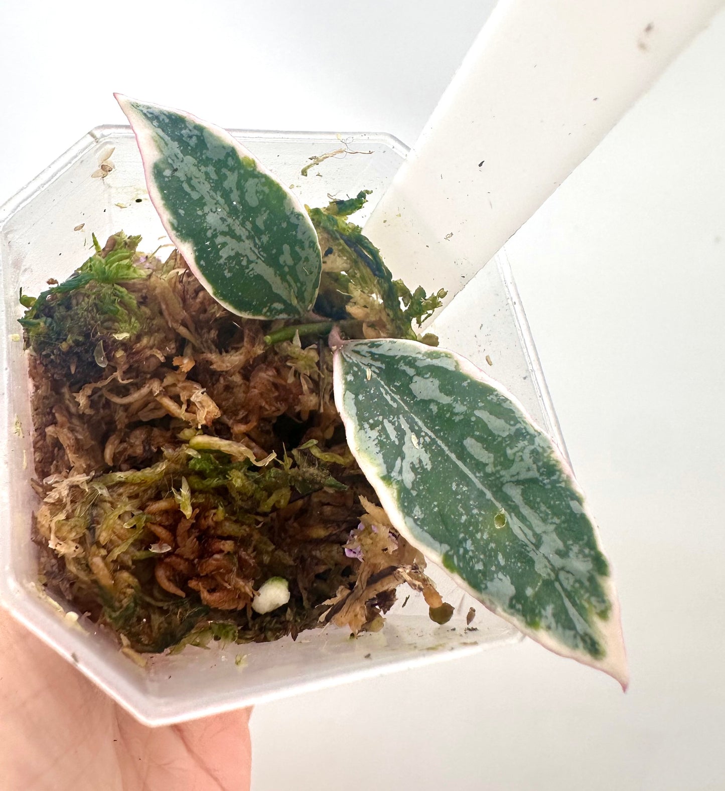 Hoya Lumina Princess - Rooted Mid Cutting