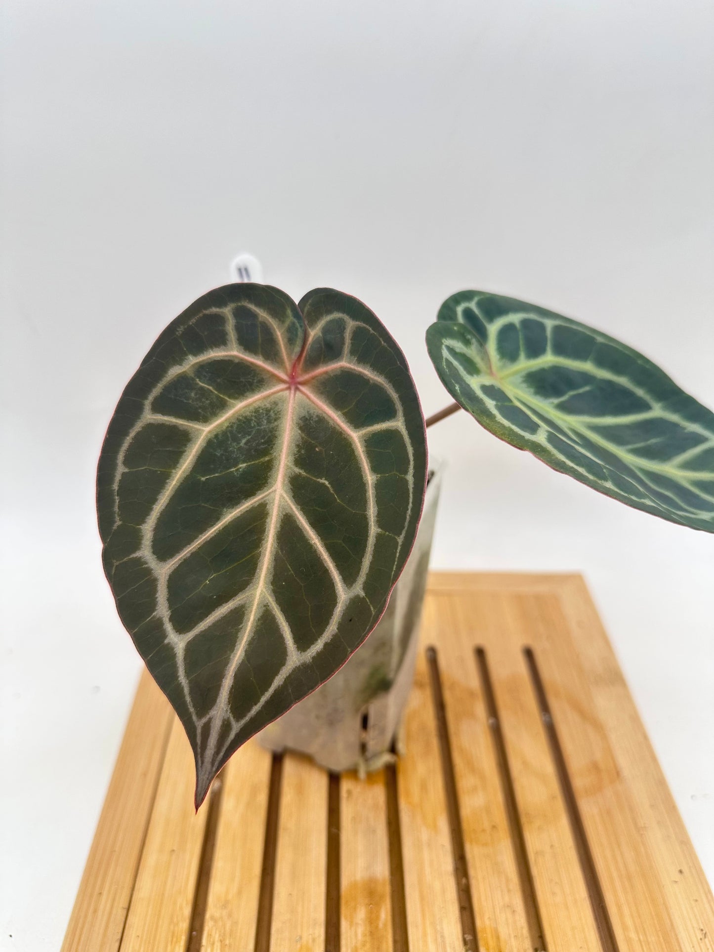 Anthurium King of Spades X Red Crystallinum