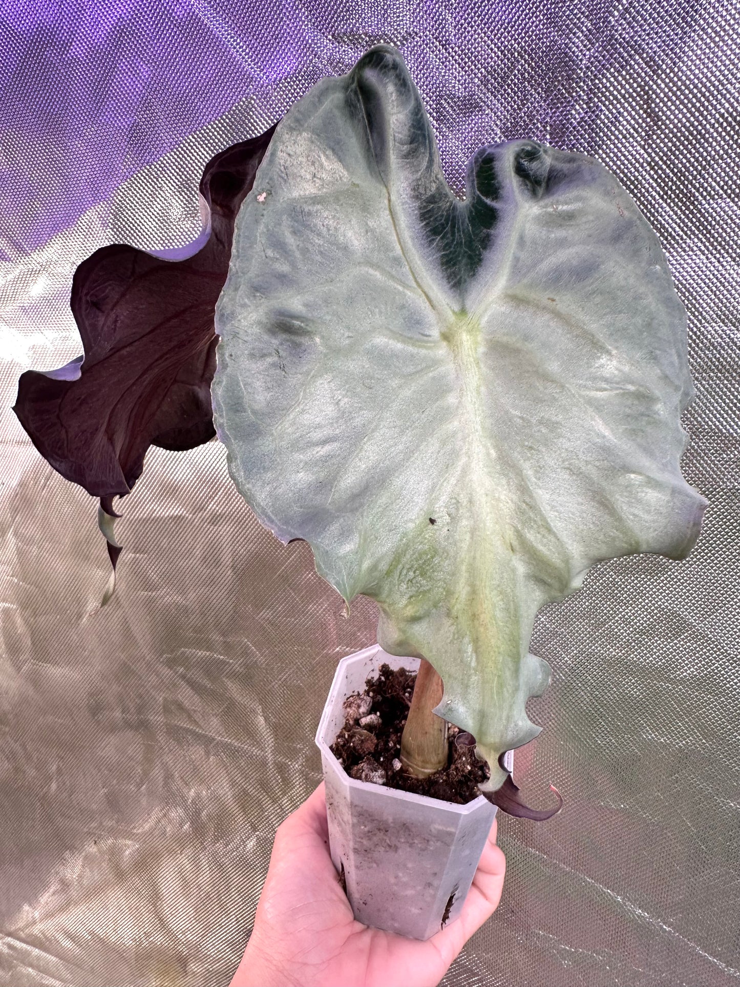 Alocasia Venom - Good Size