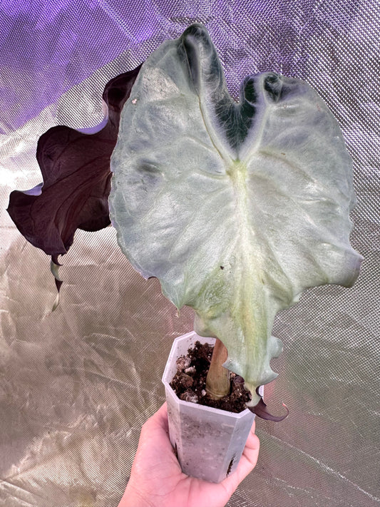 Alocasia Venom - Good Size
