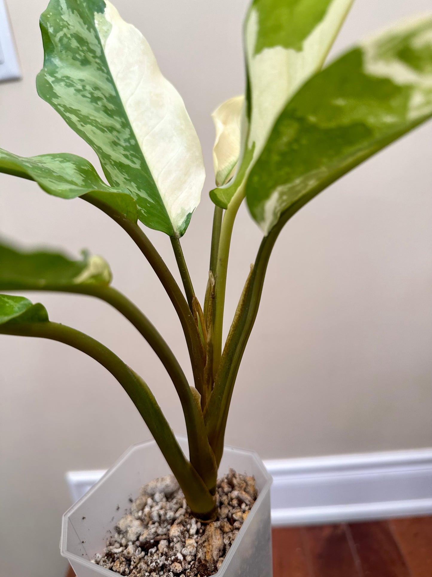 Aglaonema Manila Pride Variegated