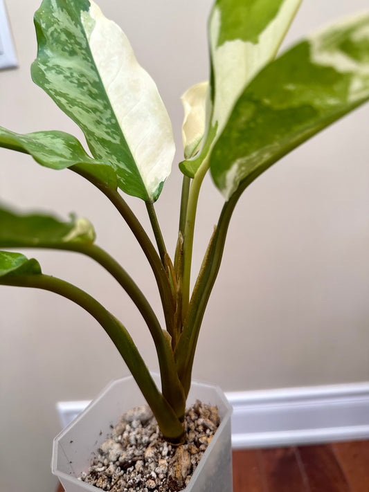 Aglaonema Manila Pride Variegated