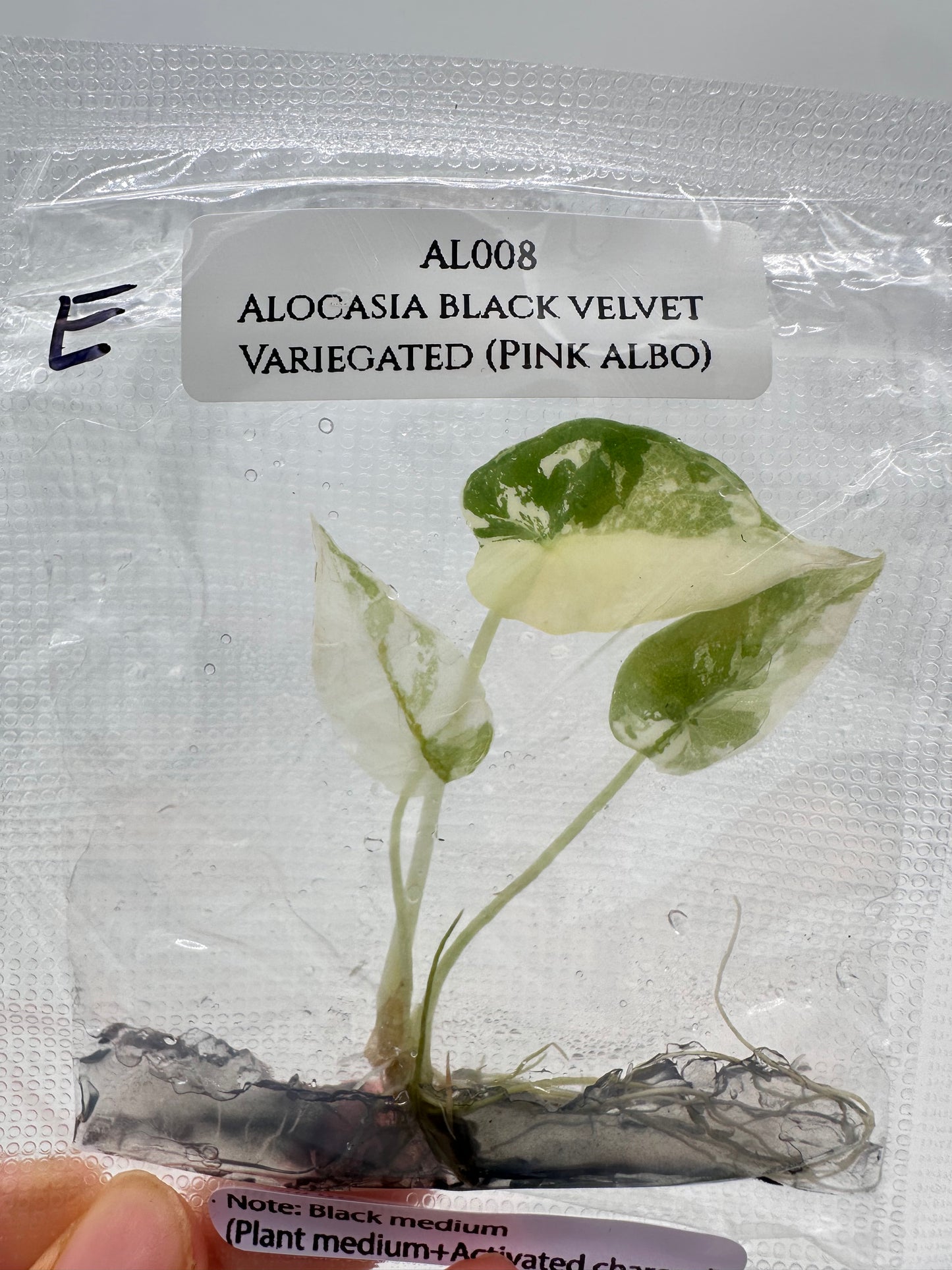 Tissue Culture - Alocasia Black Velvet Pink Albo Variegated