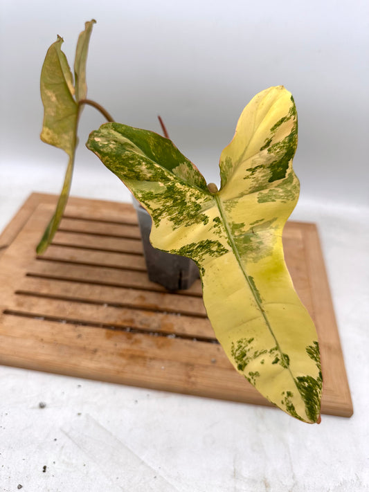 Philodendron Billietiae x FB Variegated - Labour Day Sale ❤️‍🔥