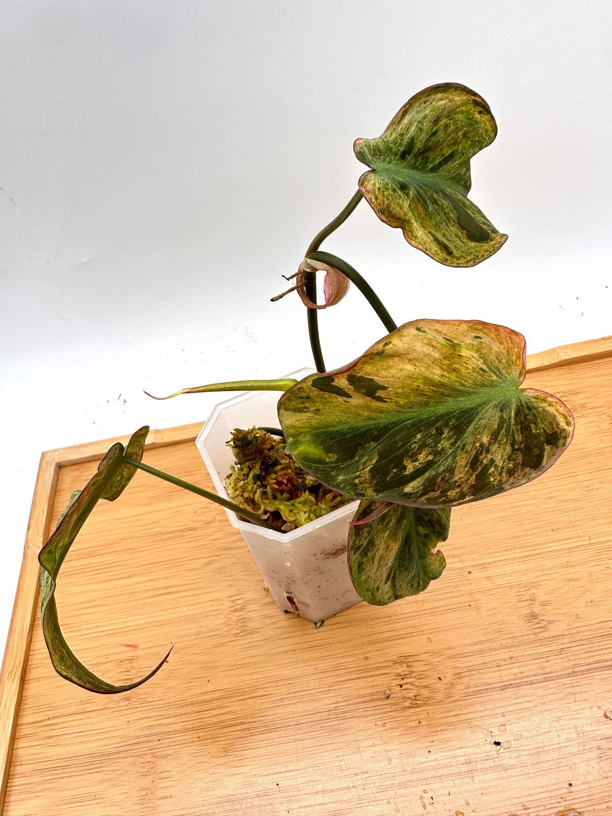 Philodendron Micans Mint Variegated